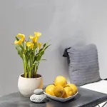 Cassaris Mykonos Дом отдыха Drafaki